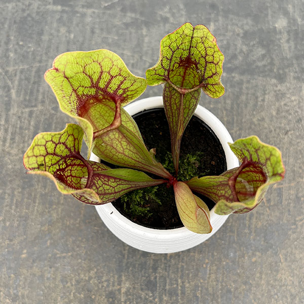 サラセニア 3.5号鉢植え