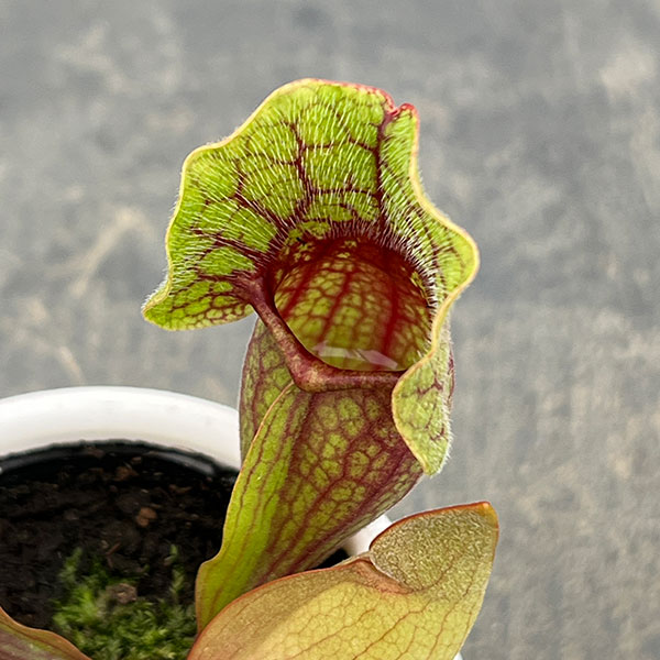 サラセニア 3.5号鉢植え