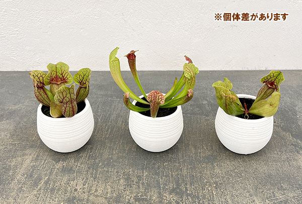 サラセニア 3.5号鉢植え