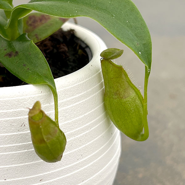ネペンテス(うつぼかずら):グラシリス 3号鉢植え