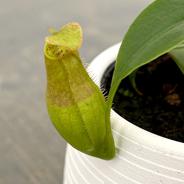 ネペンテス(うつぼかずら):グラシリス 3号鉢植え