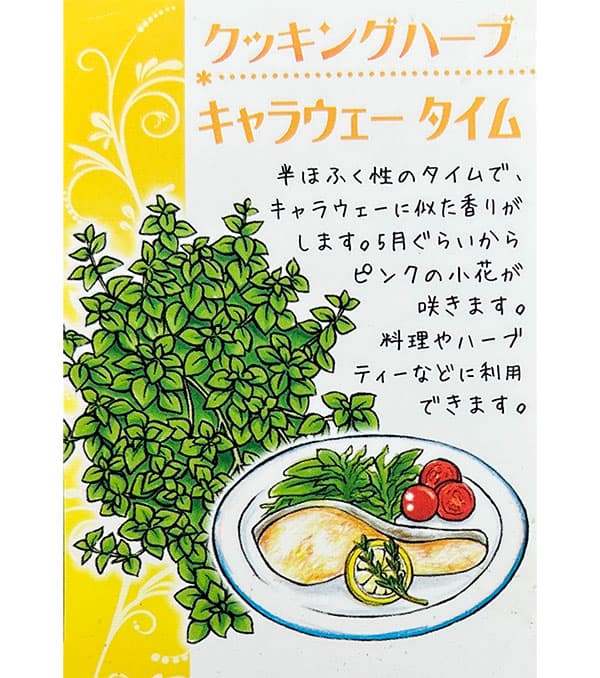 クッキングハーブ:タイム キャラウェイタイム3.5号ポット