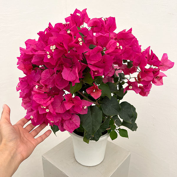 ブーゲンビリア：ピンク 5号鉢植え