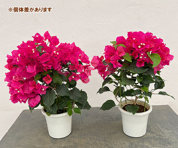 ブーゲンビリア：ピンク 5号鉢植え
