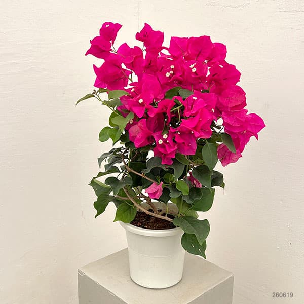 ブーゲンビリア：ローズピンク 5号鉢植え