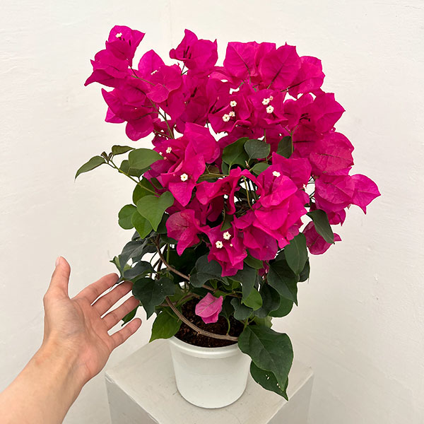 ブーゲンビリア：ローズピンク 5号鉢植え