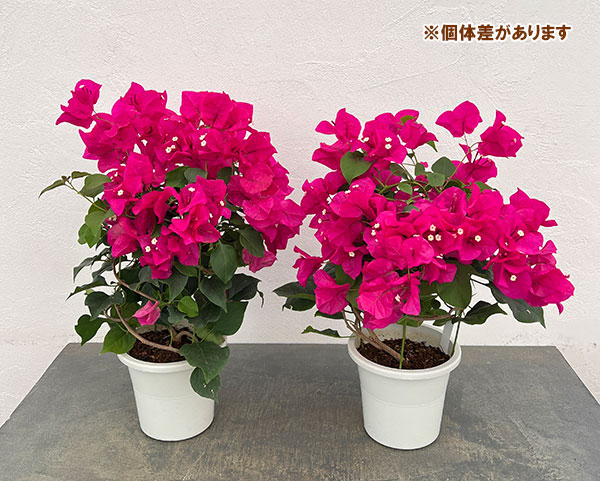 ブーゲンビリア：ローズピンク 5号鉢植え