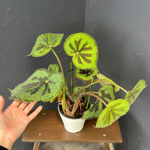 ベゴニア(根茎):マッソ二アーナ マクラータ 5号鉢植え*