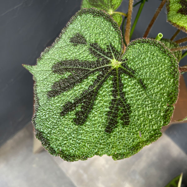 ベゴニア(根茎):マッソ二アーナ マクラータ 5号鉢植え*