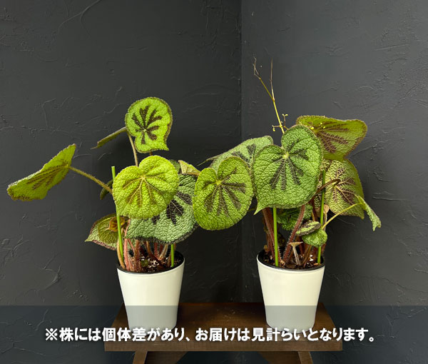 ベゴニア(根茎):マッソ二アーナ マクラータ 5号鉢植え*