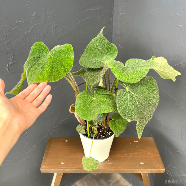 ベゴニア（根茎）：SP.ベトナムグリーン　5号鉢植え*