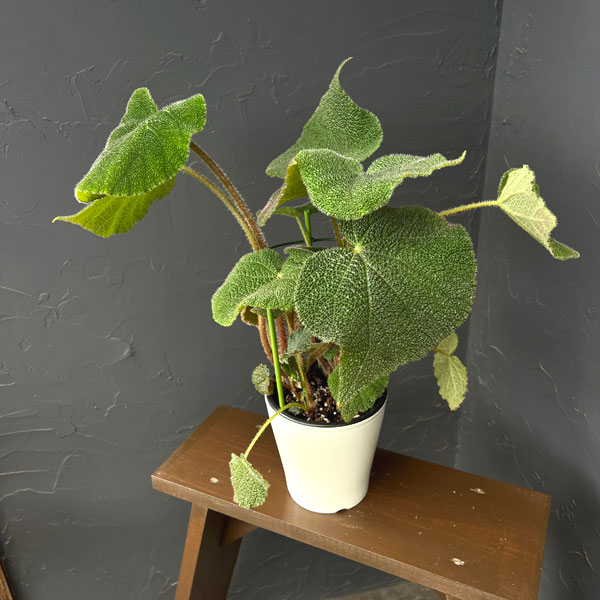 ベゴニア（根茎）：SP.ベトナムグリーン　5号鉢植え*