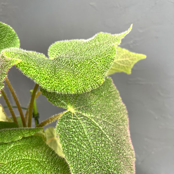 ベゴニア（根茎）：SP.ベトナムグリーン　5号鉢植え*