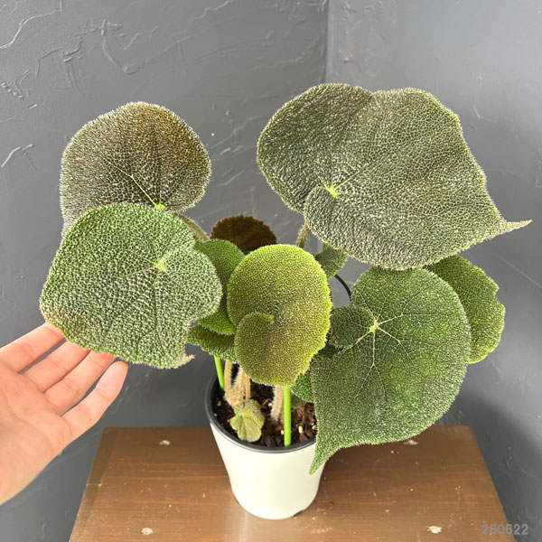 ベゴニア(根茎):SP.ベトナムブラウン 5号鉢植え*