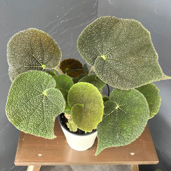 ベゴニア(根茎):SP.ベトナムブラウン 5号鉢植え*