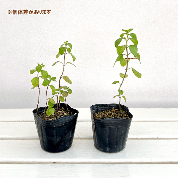ニホンハッカ:原種3号ポット