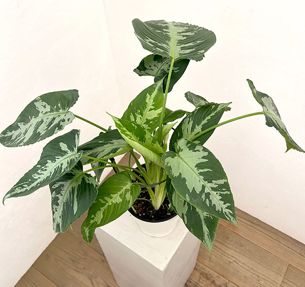 スキスマトグロッティス:プシラ 5号鉢植え
