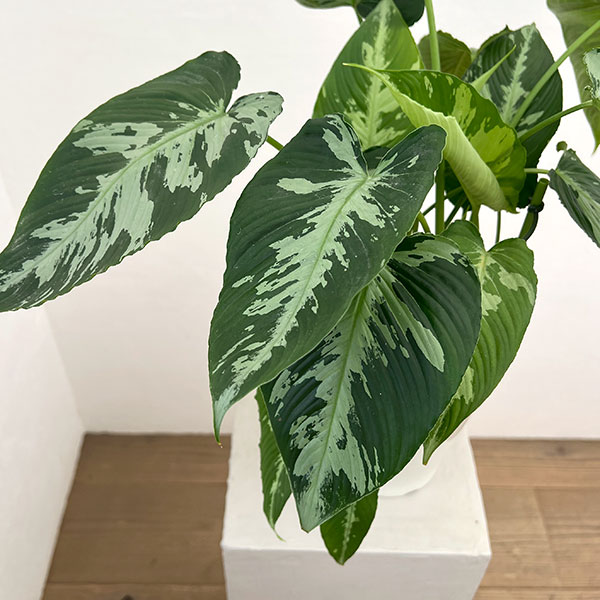 スキスマトグロッティス:プシラ 5号鉢植え