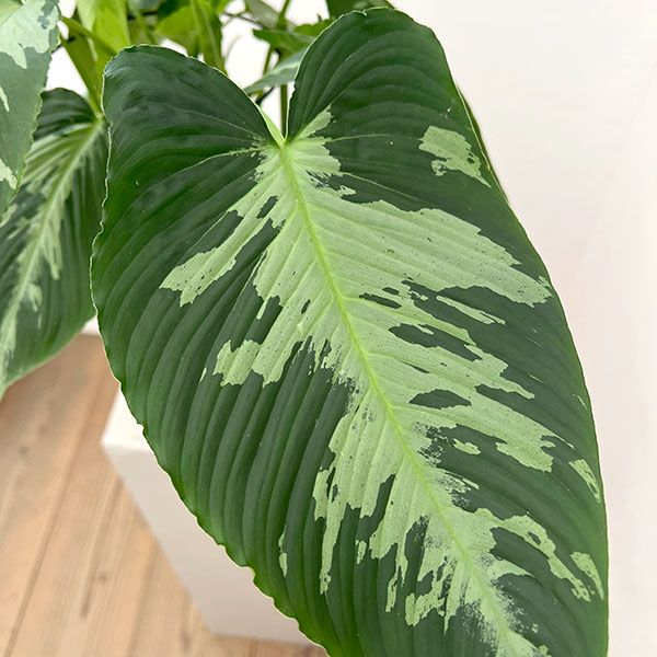 スキスマトグロッティス:プシラ 5号鉢植え
