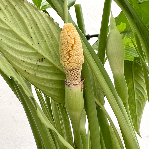 スキスマトグロッティス:プシラ 5号鉢植え