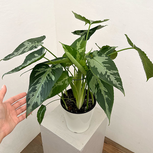 スキスマトグロッティス:プシラ 5号鉢植え