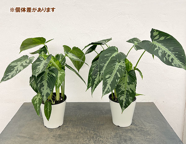 スキスマトグロッティス:プシラ 5号鉢植え