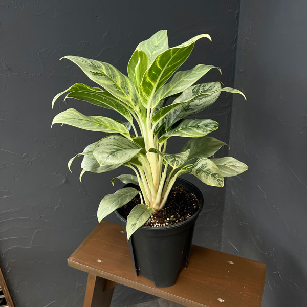 アグラオネマ:sp(園芸品種) 7号鉢植え