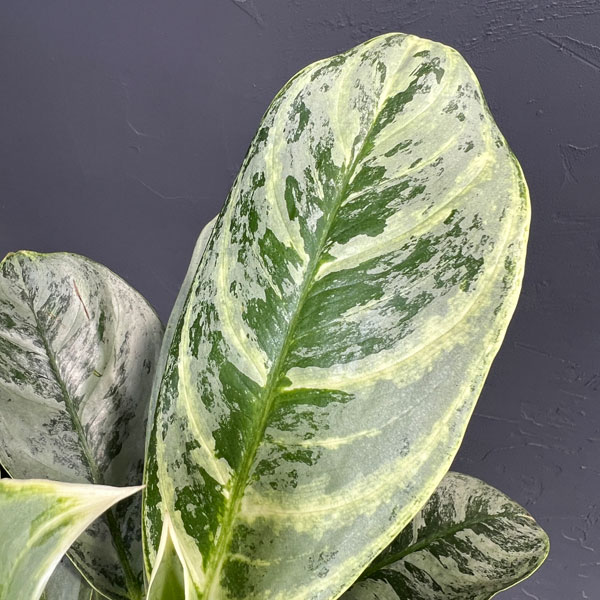 アグラオネマ:sp(園芸品種) 7号鉢植え