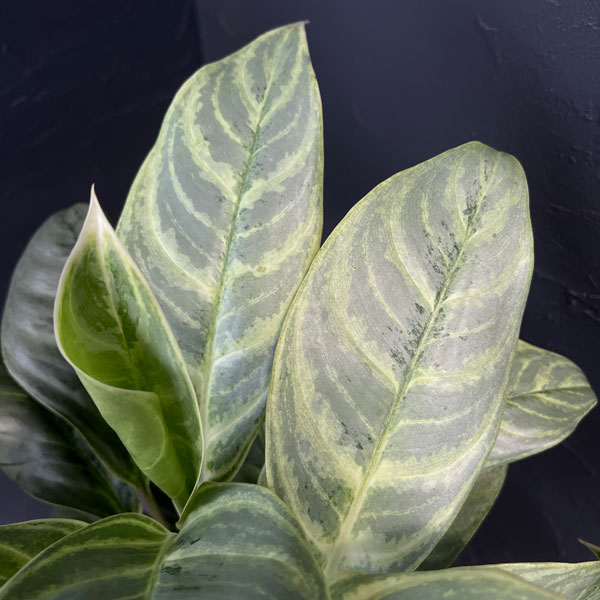 アグラオネマ:sp(園芸品種) 7号鉢植え