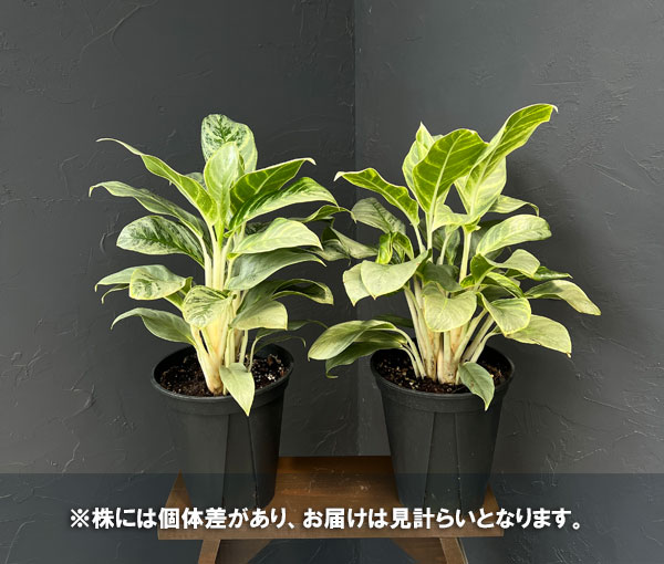 アグラオネマ:sp(園芸品種) 7号鉢植え
