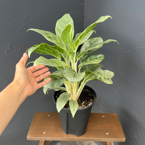 アグラオネマ:sp(園芸品種) 7号鉢植え