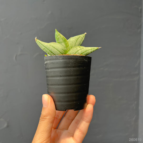 サンセベリア：ミーディー　2号鉢植え