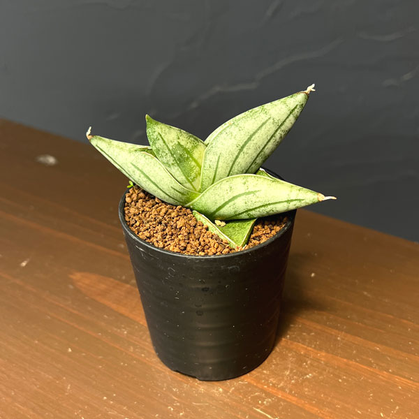 サンセベリア：ミーディー　2号鉢植え