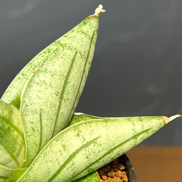 サンセベリア：ミーディー　2号鉢植え