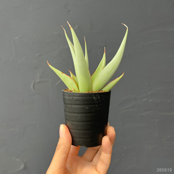 サンセベリア：ミラノ　2号鉢植え