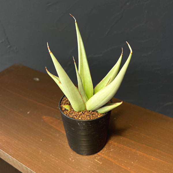 サンセベリア：ミラノ　2号鉢植え
