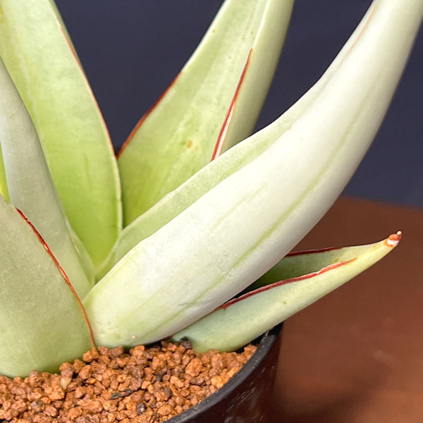 サンセベリア：ミラノ　2号鉢植え