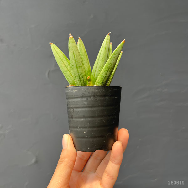 サンセベリア：ヘッジホッグ　2号鉢植え