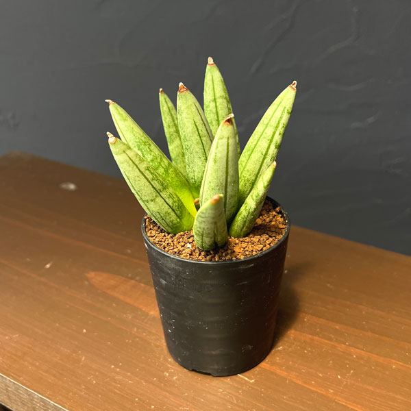 サンセベリア：ヘッジホッグ　2号鉢植え