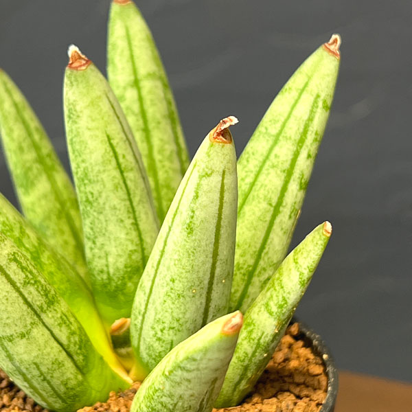 サンセベリア：ヘッジホッグ　2号鉢植え