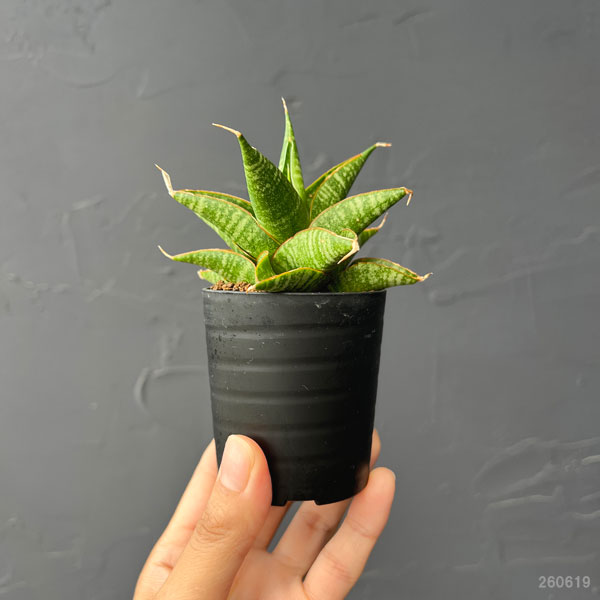 サンセベリア：シンドロ　2号鉢植え