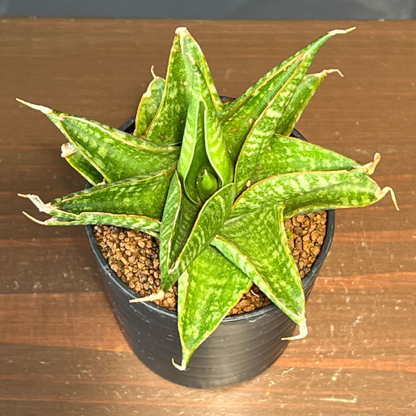 サンセベリア：シンドロ　2号鉢植え