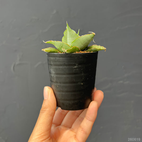 サンセベリア：シルバーローズ　2号鉢植え