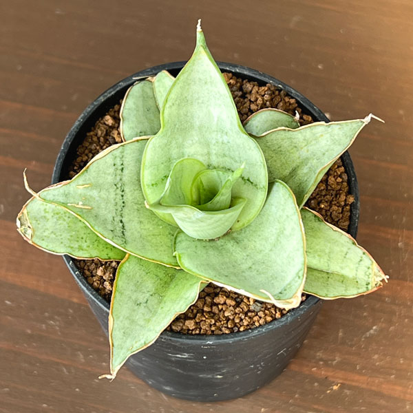 サンセベリア：シルバーローズ　2号鉢植え