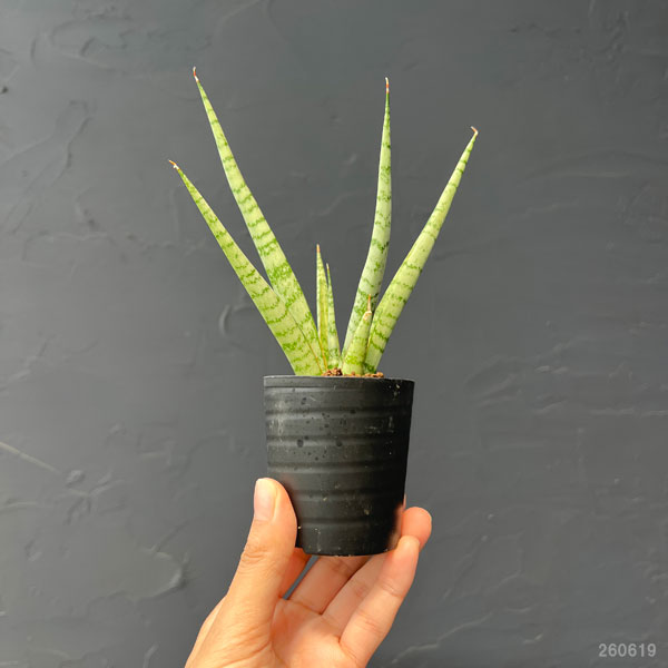 サンセベリア：シーザー　2号鉢植え