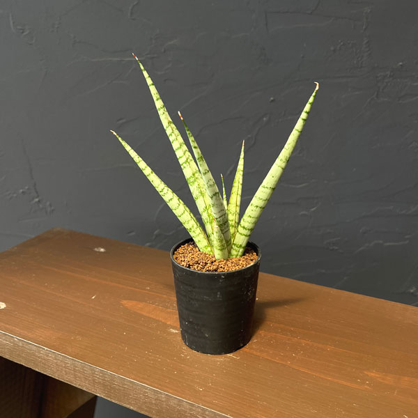 サンセベリア：シーザー　2号鉢植え