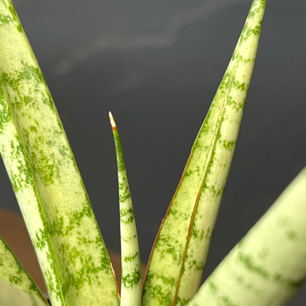 サンセベリア：シーザー　2号鉢植え