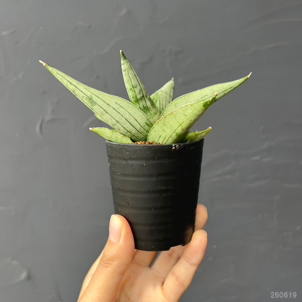 サンセベリア：ルーキー　2号鉢植え