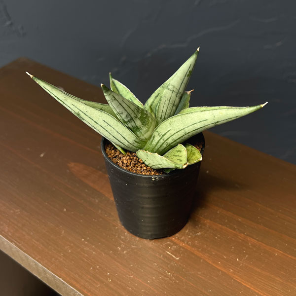 サンセベリア：ルーキー　2号鉢植え