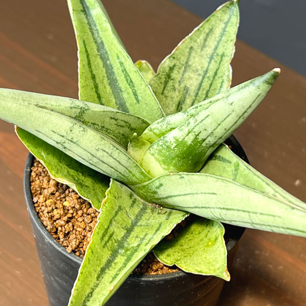 サンセベリア：ルーキー　2号鉢植え